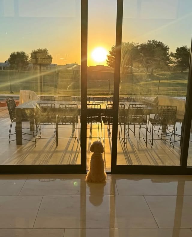 Pequeño guardián de atardeceres, recordándome que la calma también es amor 🫶🏼🐾 by @leila_malgeri