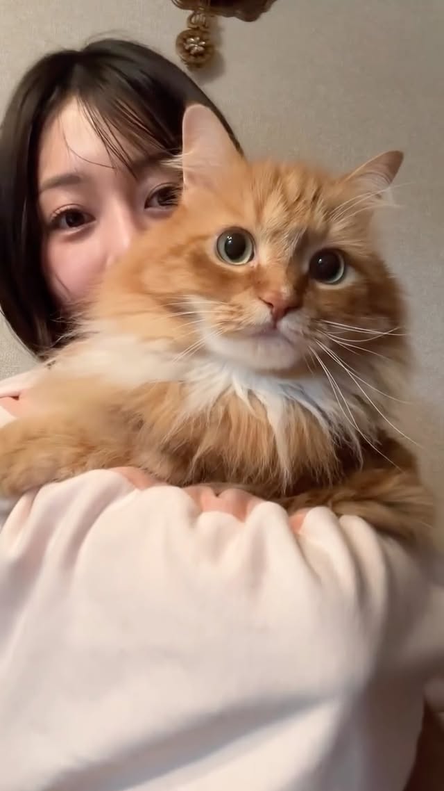 ねこの日なのでみんなでご挨拶です☺️出演順に…#まんまるルイくん#白ソックスのレオくん#ねこのシャーロット#ねこの日 by @sato_lina