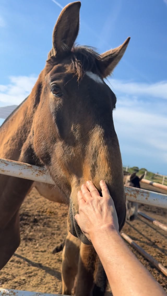 Este sábado en @yeguadadelgadodelcastillo 🍃🍃🐴Ricardo y Carlos dicen que su maína Elia es la dueña de la Luna, pero yo sé que la Luna no brilla por sí sola , necesita del sol para hacerlo 💜🫶 by @eliagalera