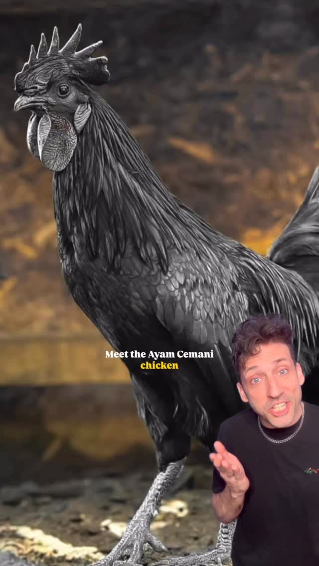 The Lamborghini of Chickens 👀 #funfact #didyouknow by @officialodddanny