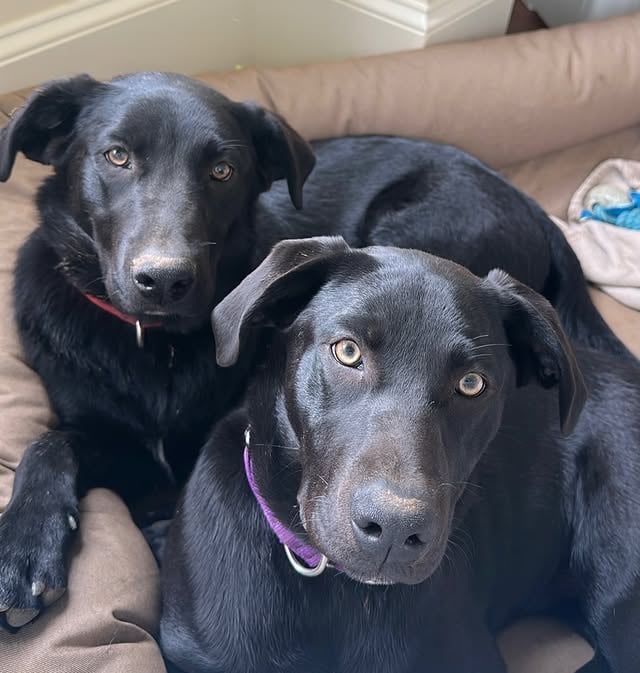 Double the paws, double the fun 🐶🐶🐾🐾! Meet Scout & Boo, named after my favorite characters from “To Kill A Mockingbird” 📚❤️