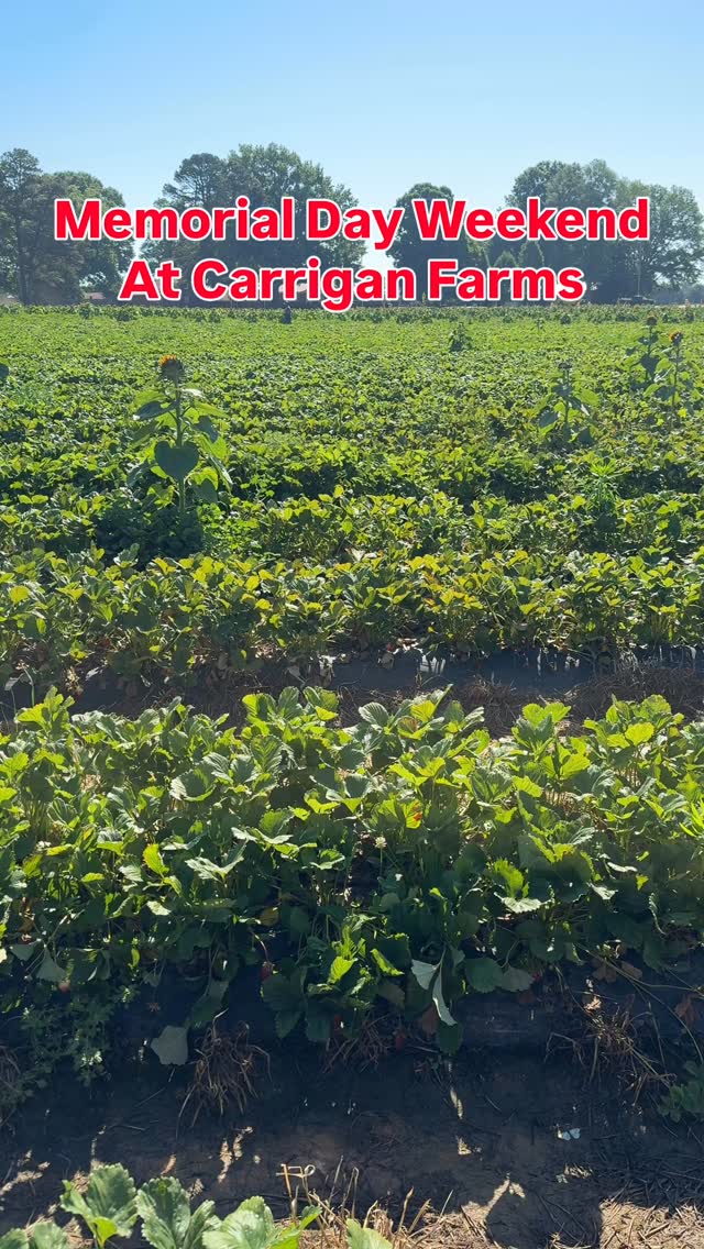 Happy Memorial Day Weekend! Strawberry Picking: Open 9am-5:30pm on Sunday and MondayOpen Swim:Sunday, May 24th: 3:45pm-SunsetMonday, May 25th: 10am-3pm and 3:45pm-SunsetMore details in the link in our bio! by @carrigan_farms
