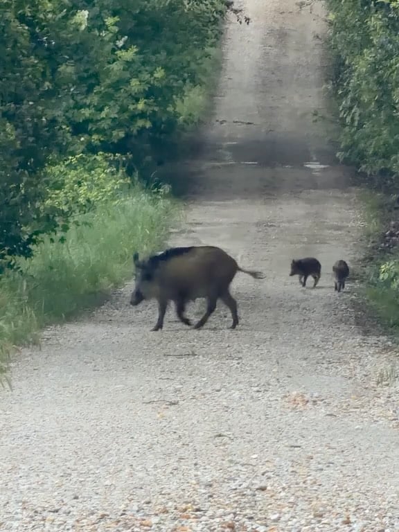 My driveway ..BOAR’s 🐗 This is amazing !Love #nature ❤️ #toscana #cinghiale🐗 by @debimazar