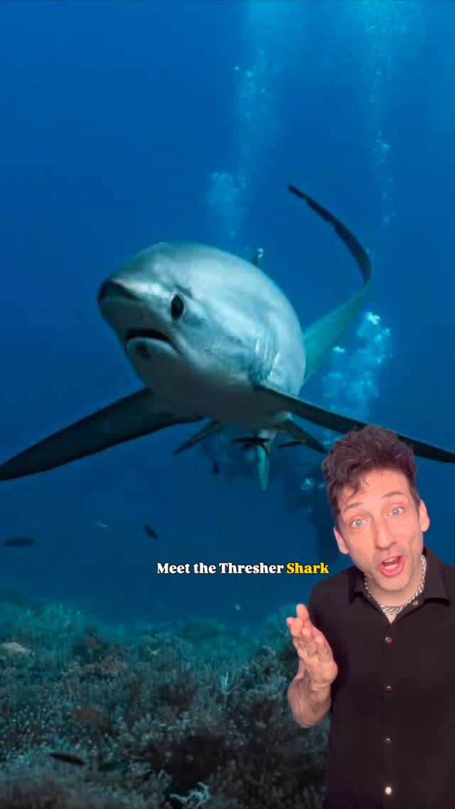 The Shark with a built-in whip 👀 #funfact #didyouknow by @officialodddanny