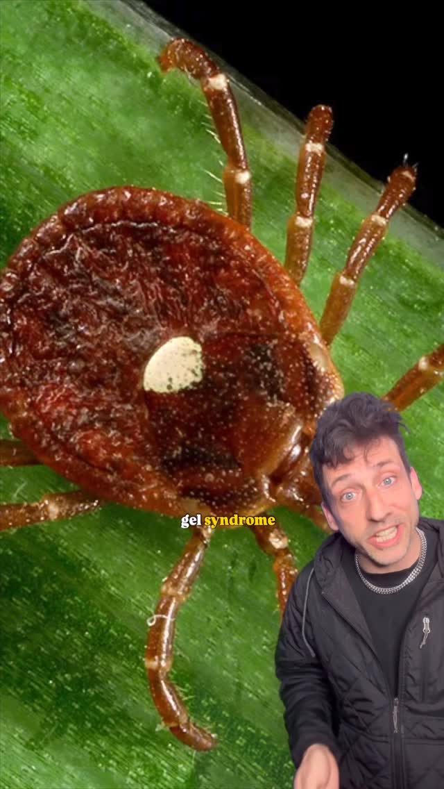 The Lone Star Tick is TERRIFYING 👀 #funfact #didyouknow by @officialodddanny