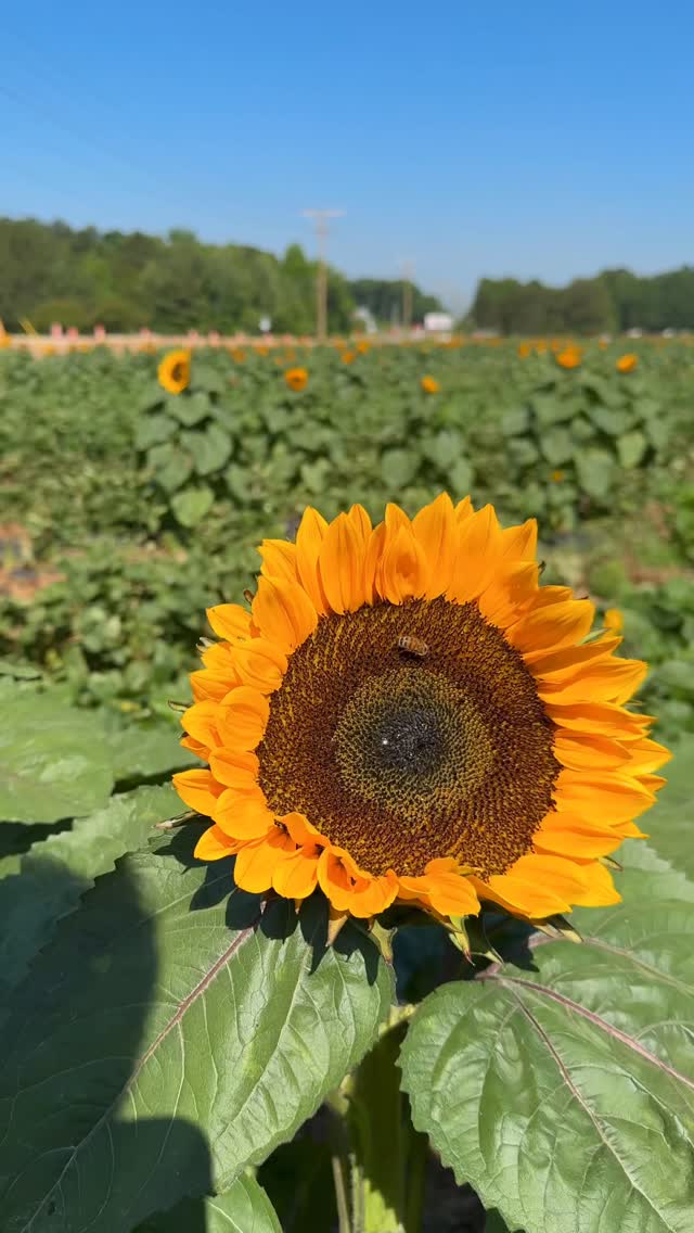 Surprise, Sunflowers! If you’ve driven by the strawberry patch recently, you may have noticed something else in the field! The sunflowers are up, in bloom, and ready to be picked! Carpe flower-diem, the sunflowers are ready and peak picking will be today and tomorrow! Get them while they last, sunflowers are $2/stem and snapdragons are also available for $1 per stem. by @carrigan_farms