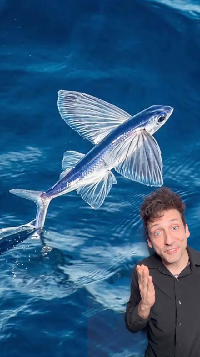 The fish that can literally fly 👀 #funfact #didyouknow by @officialodddanny