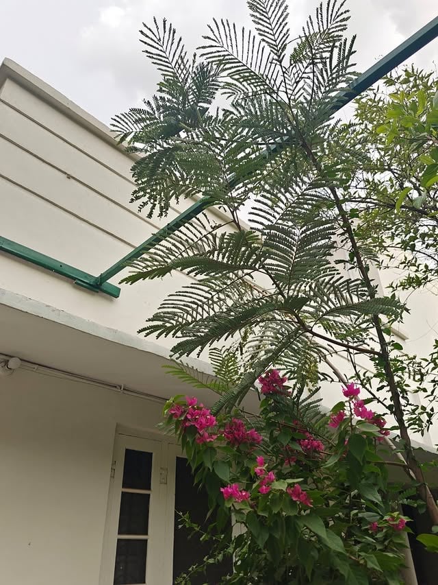 Planted this bougainvillea 4 years ago at my current studio! So glad to see it thrive. Sad to leave it behind soon! 🌸 Life is nothing but a series of changes. One must move on and happily so! This past year has taught me to detach without getting emotional. To respond instead of reacting. And choosing myself over anyone else. Looking forward to seeing a part of this bougainvillea spring at ST Kothi! by @shambhavit