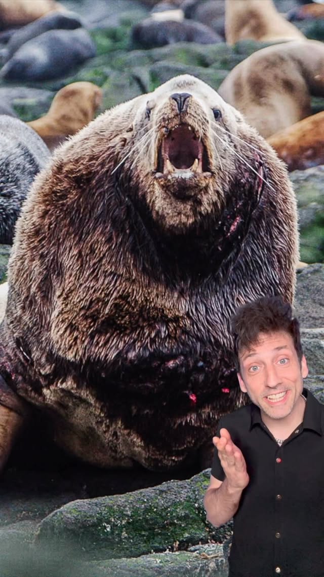 The don’t call them Sea Lions for nothing 👀 #funfact #didyouknow by @officialodddanny