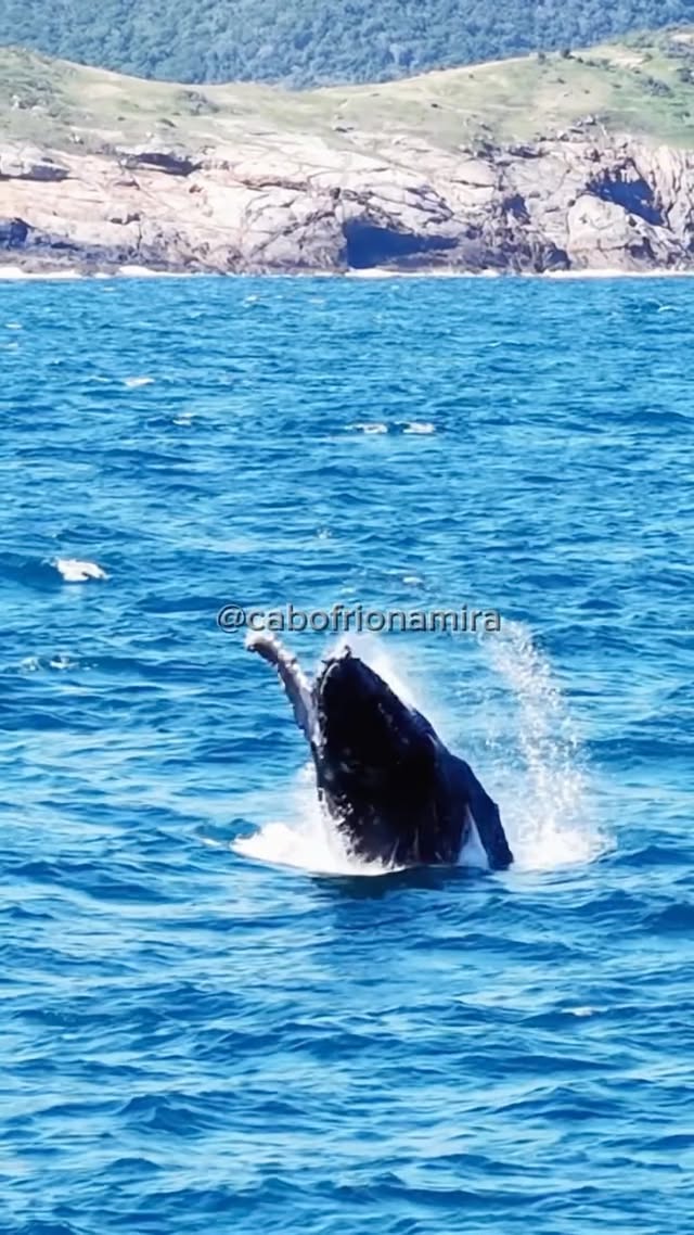 1º de junho começou do jeito que todo amante da natureza sonha em Arraial do Cabo. Pela manhã, diversas baleias deram um verdadeiro espetáculo próximo à Praia Grande, com saltos impressionantes que encantaram quem teve a sorte de presenciar esse momento.A temporada das baleias já mostra que promete ser inesquecível. Neste registro, uma baleia-jubarte protagoniza uma cena de rara beleza, reforçando por que Arraial do Cabo é um dos destinos mais especiais para observação desses gigantes dos mares.Aprecie com moderação. O risco de se apaixonar por esse espetáculo da natureza é real.Créditos: Marcelinho Click. by @arraialplus