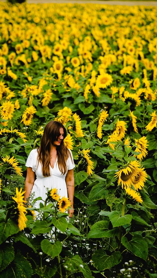 When we opened the farm store we had a vision of sunflowers growing along the entrance to the farm and now… it’s finally happening! This field hasn’t received much love in the past few years and our goal is to bring this soil back to life❤️ After the sunflowers have bloomed (and we all have enjoyed them so!) we will plant a cover crop and bring the cows here to fertilize. Next up: CORN! For picking, and most importantly: a Maize Maze 🌽 (planning farm activities for the community to enjoy is our favorite, favorite thing. Have you noticed?)😅😍 #alafarms #farmstore #farm #sunflowers by @yoga_girl