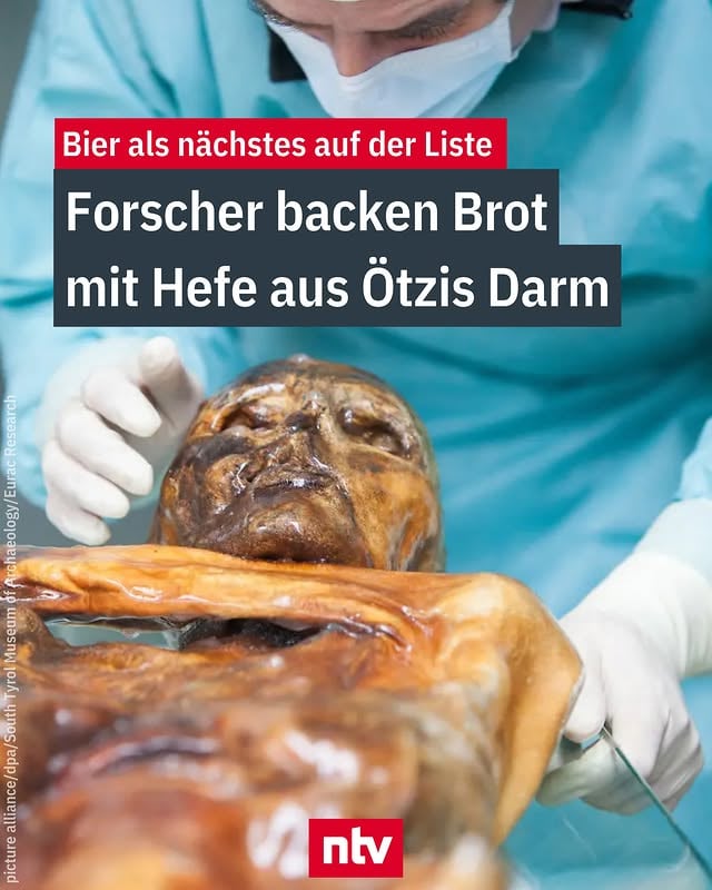 Wissenschaftler heben den Sauerteigbrotback-Trend auf ein neues Level: Sie backen Brot mit der Hefe aus Ötzis Darm - 5300 Jahre nach dessen Tod.

Einer in der Fachzeitschrift "Microbiome" veröffentlichten Studie eines in Italien ansässigen Teams zufolge blieben sowohl uralte als auch neue Mikroorganismen in dem gefrorenen Körper aktiv. "Was wir nicht erwartet hatten, war Hefe", sagte der leitende Studienautor Mohamed Sarhan vom Eurac-Forschungsinstitut in der italienischen Stadt Bozen.

Die Fachleute entdeckten vier verschiedene Hefen, die Minustemperaturen überleben können. Diese Hefearten leben nur unter sehr kalten Bedingungen wie in der Antarktis oder in den Alpen. Daher wird angenommen, dass sie nach seinem Tod in Ötzis Körper gelangt sind.

"Diese Hefepilze haben Ötzi auf seiner langen Reise durch die Jahrtausende begleitet", erklärte der Mitautor der Studie, Frank Maixner. Die Wissenschaftler vermehrten die Darmhefe anschließend in einem Kühlschrank. "Wenn man jemandem erzählt, dass man Hefe hat, wird sofort gefragt: Kann man damit Brot backen?", sagte Sarhan. Daher versuchten die Wissenschaftler, ein Sauerteigbrot zu backen.

Zu Beginn habe dies nicht funktioniert, sagte der Forscher. Doch nach drei Monaten Bemühungen "hatten wir einen sehr, sehr guten Sauerteig", sagte Sarhan und lachte. 

Die Hefe war allerdings nicht die einzige überraschende Entdeckung in Ötzis Körper. Eine Analyse seines Mikrobioms ergab eine bestimmte Art von Darmbakterien, die bei modernen Menschen fast nicht mehr vorkommt. Obwohl es aus dem Magen-Darm-Bereich der Menschen in Industrienationen verschwunden ist, wurde das Bakterium in Afrika und Südamerika nachgewiesen, sagte Sarhan.

Ötzi war 1991 von zwei Deutschen in einem Gletscher in den italienischen Alpen entdeckt worden. Der Fund der gut erhaltenen Mumie war eine archäologische Sensation; seitdem versuchen die Wissenschaftler mit Hilfe modernster Techniken, seinem Leben und Sterben vor rund 5300 Jahren auf die Spur zu kommen.

🤓 Mehr verrückte Storys aus dem Ressort Wissen haben wir in der ntv App für euch. 

#ntv #nachrichten