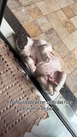 Mô paz gente! Se um dia ele foi das ruas já nem lembra🥹

#paisdepet #cachorrinho #adoção #amor #doguinho