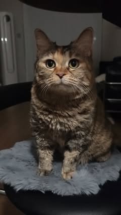 If you keep patting my head every day, I'll stop growing!