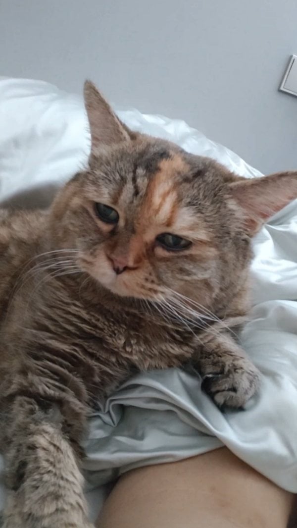 I'm not here to wake you up — I'm here to join your blanket.
