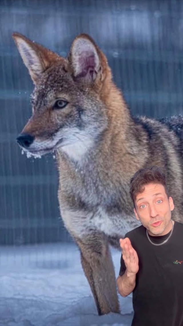 Red Ghost Wolves could save a species 👀 @colossal #funfact #didyouknow by @officialodddanny