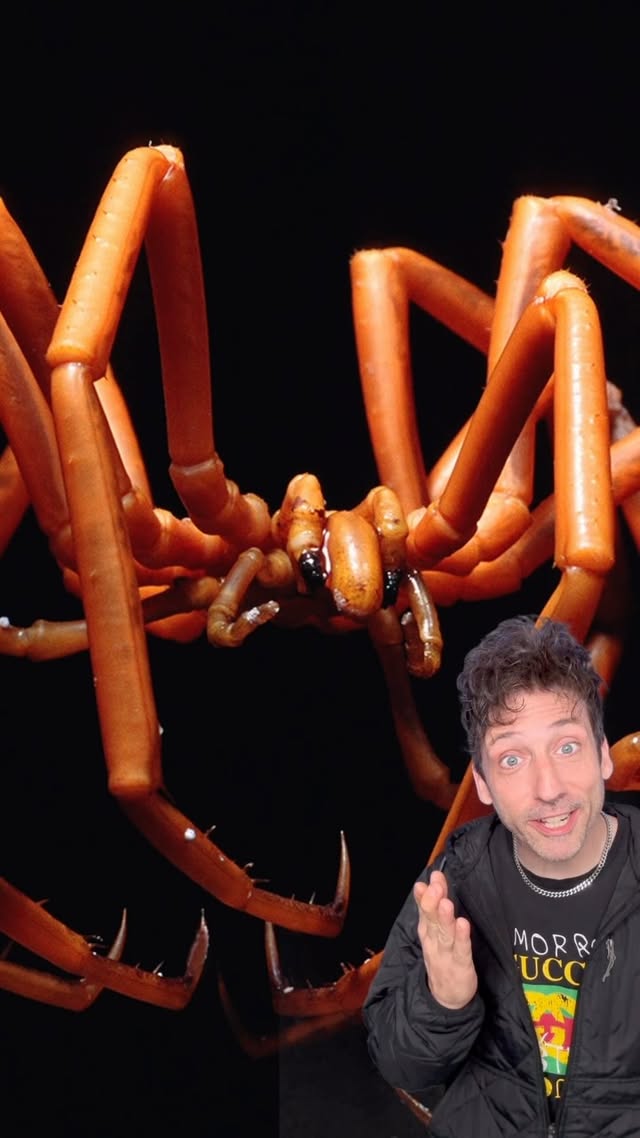 Sea Spiders are REAL 👀 #funfact #didyouknow by @officialodddanny