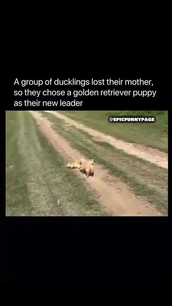 Fun fact: Duckling can recognize and bond with the first moving creature they see after hatching, a behavior known as imprinting.

This is why orphaned ducklings have been seen following dogs, cats, humans, and even robots, believing them to be their parent if they encounter them at the right moment.

One interesting detail is that ducklings are able to swim almost immediately after hatching, but they still rely on their mother to keep them warm because their fluffy down feathers aren't fully waterproof yet.

Another cool fact is that when ducklings travel together, they instinctively follow in a line behind their mother to reduce water resistance, making it easier for the smallest members of the group to keep up.

That mix of instinct, cuteness, and surprising intelligence is what makes ducklings some of the most adorable young animals in nature. 🦆💛🌿